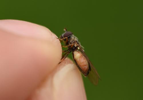 Melanostoma mellinum